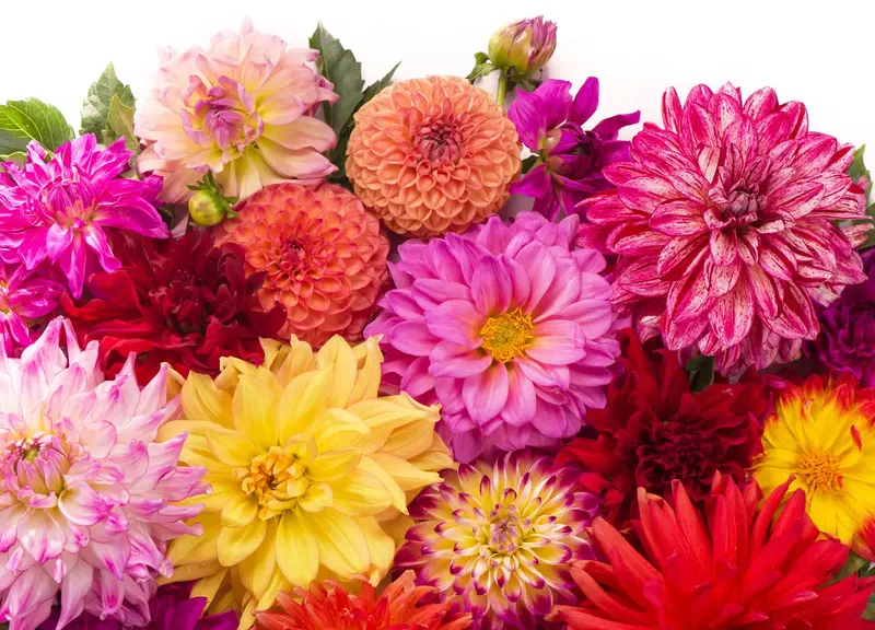 Schaaf Floral