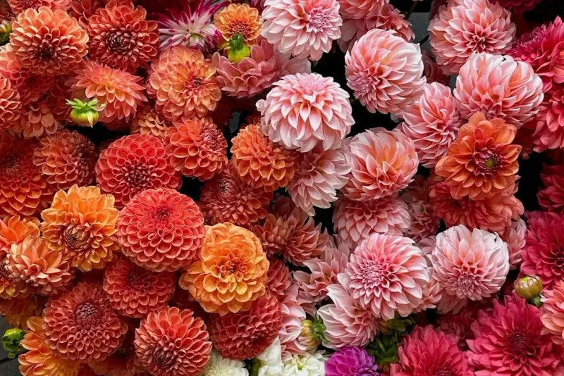 Little Acre Flowers💐